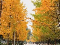 四川大學(xué)師范學(xué)院望江校區(qū)歷年招生錄取分?jǐn)?shù)線